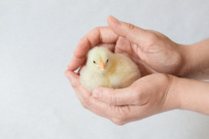 Baby Chick in Hands