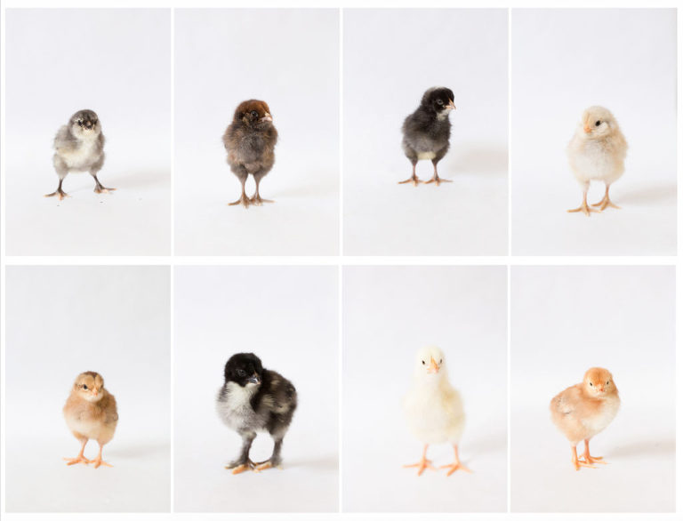 Portraits of Baby Chicks