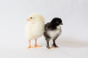 Two baby chicks standing next to each other