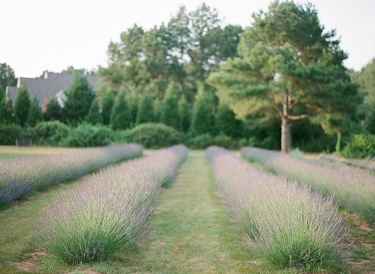 Lavender Wynde Farm, Huntsville AL | Kristen Lynne Photography 